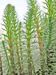 Hippuris vulgaris Tannenwedel